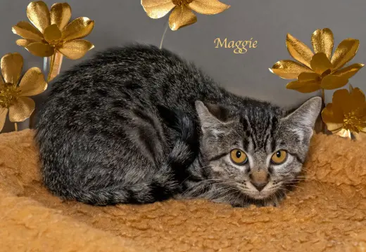 Maggie