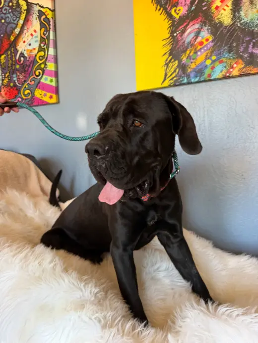 Bronx I AM GOINGTO FOSTER TO ADOPT!