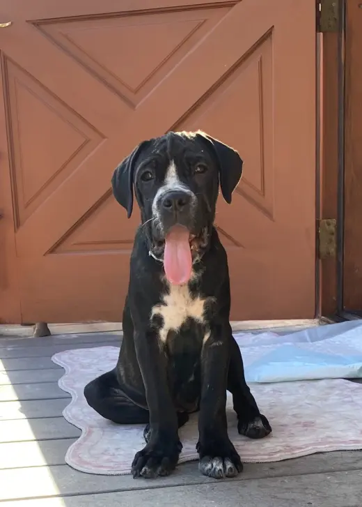 Winnie- I was adopted!