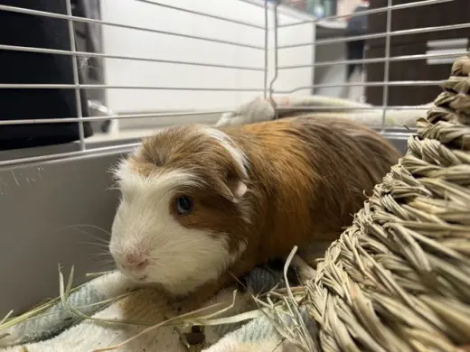 PIG NEWTON
