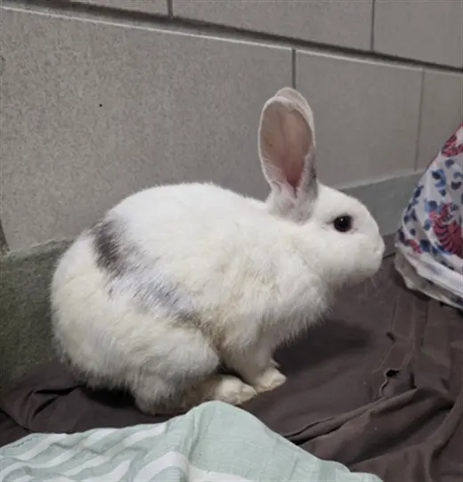 MIFFY