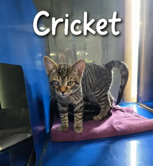 CRICKET