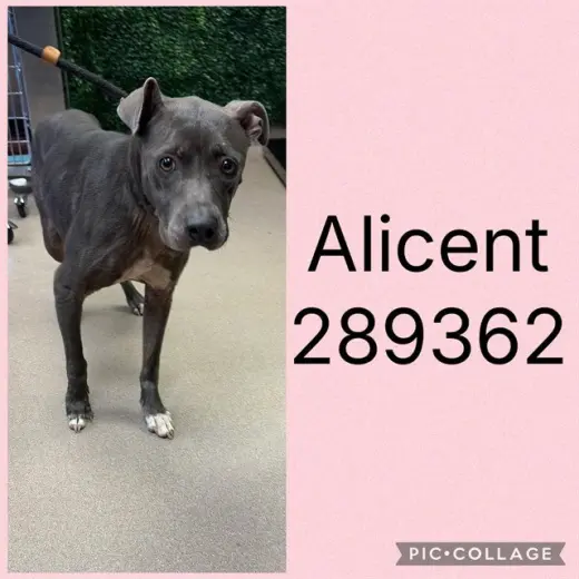 ALICENT