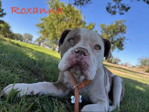 ROXANNA