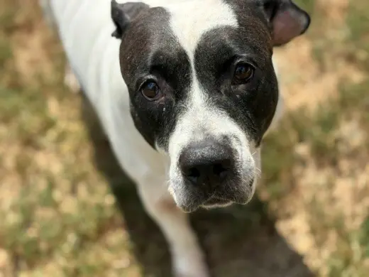SUPER NOVA
