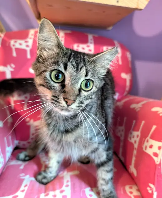 KITTEN TORI