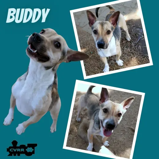 Buddy
