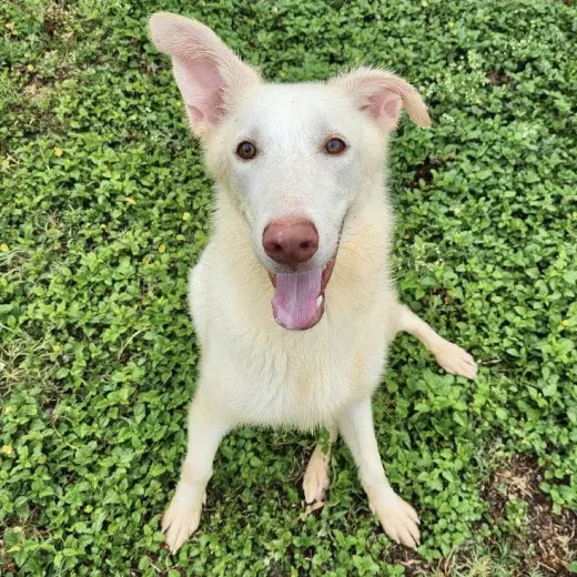 Islarose GCH