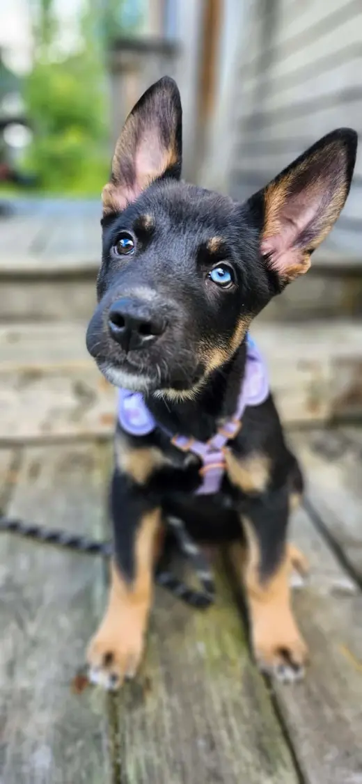 Bowie