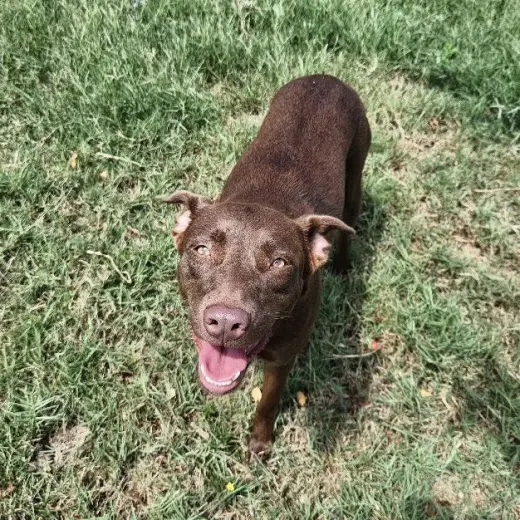 Kay Kyser GCH