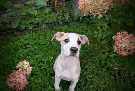 George (NY-Danielle)