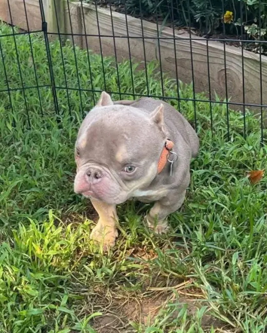 Bobble (special needs)