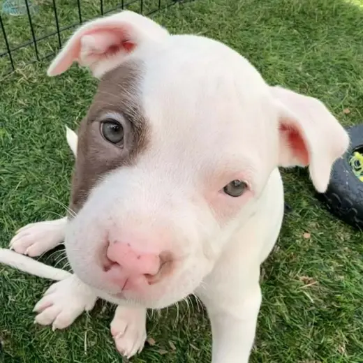 Dugan