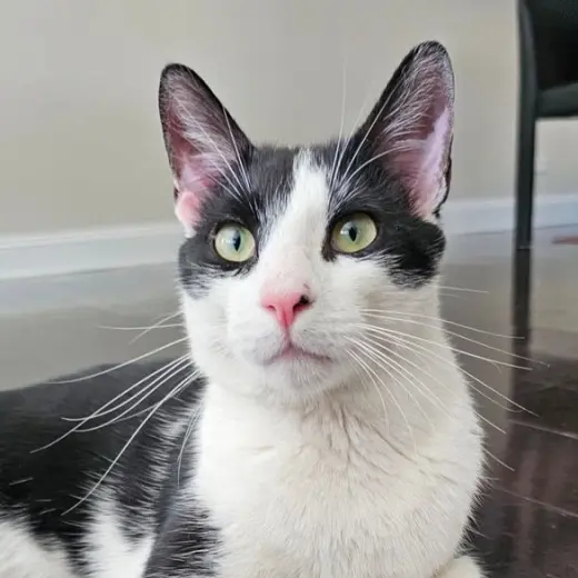 Romeow