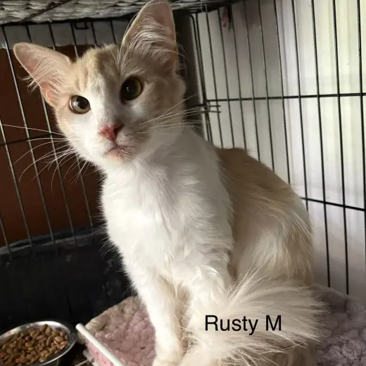 Rusty (th)