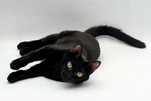 Roku