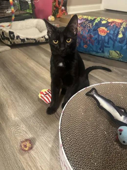 Melody cats : Blues