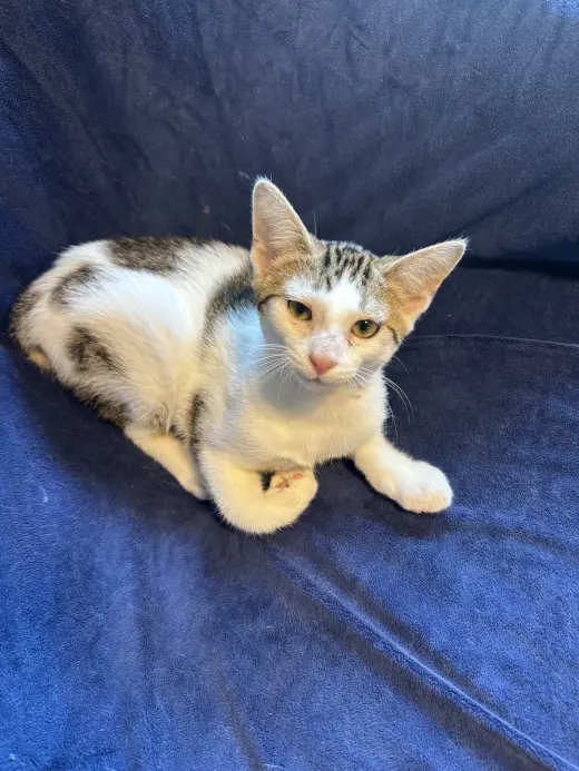 Leo