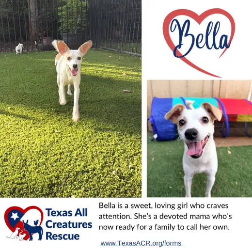 Bella
