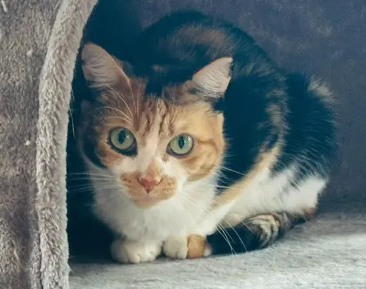 Tina