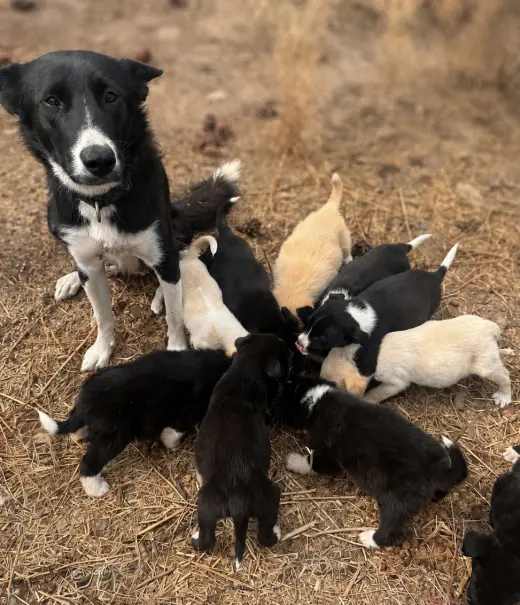 Sally's Litter