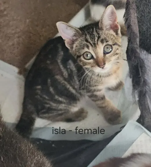 Isla