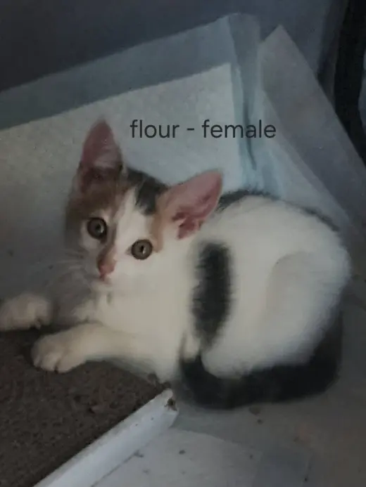 Flour