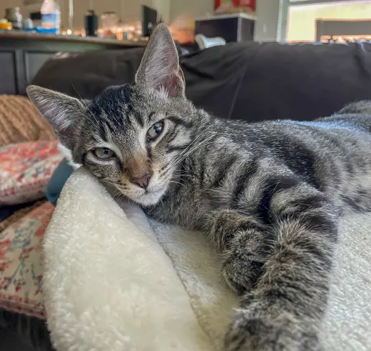 Louie