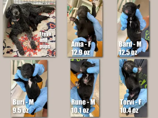 Freya's pups (NOT YET AVAILABLE)