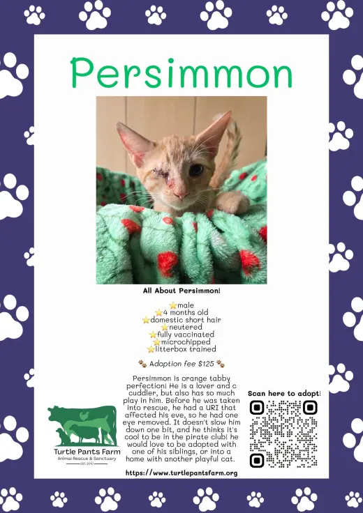 Persimmon