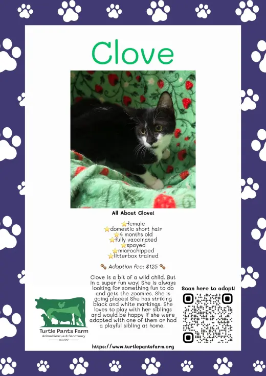 Clove