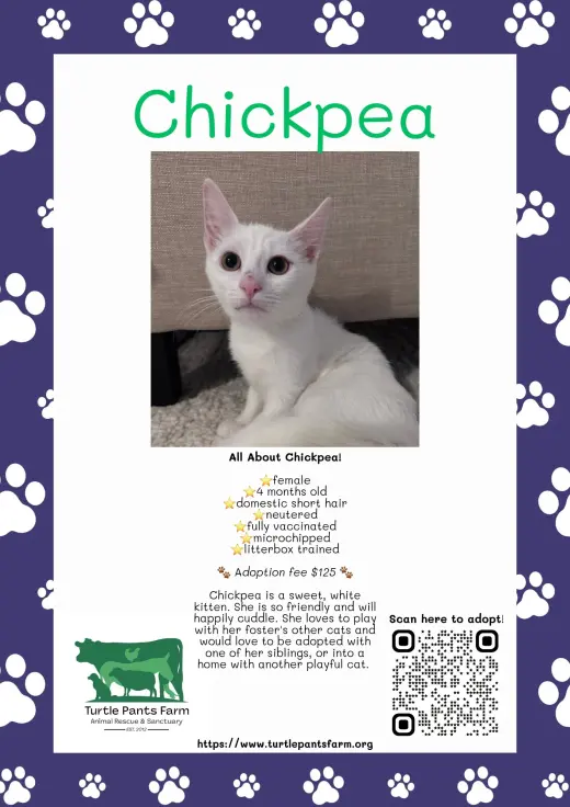 Chickpea