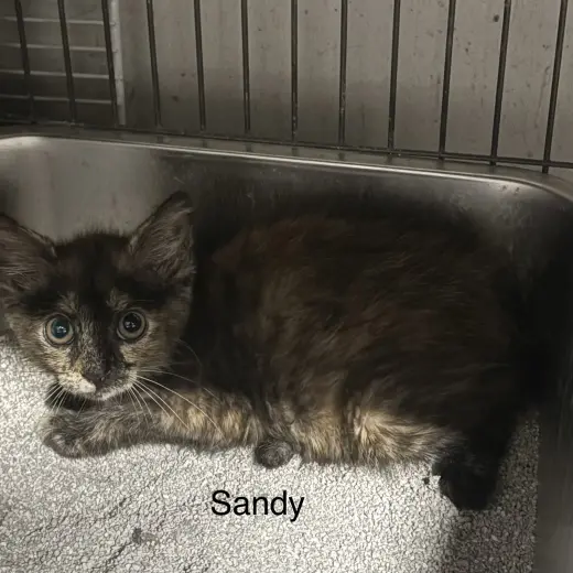 Sandy ( th)