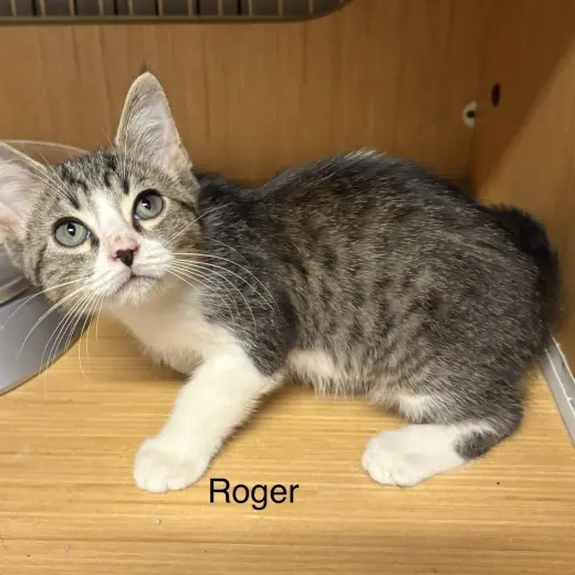 Rodger ( th)