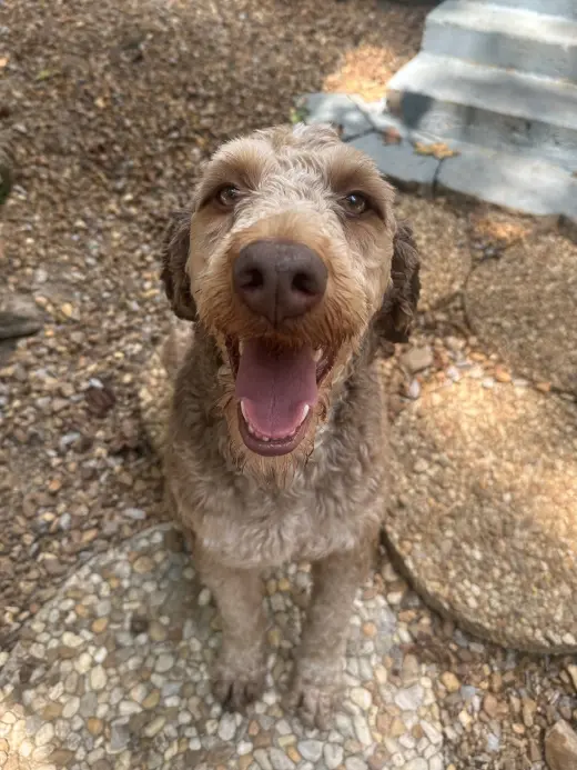 ROLO