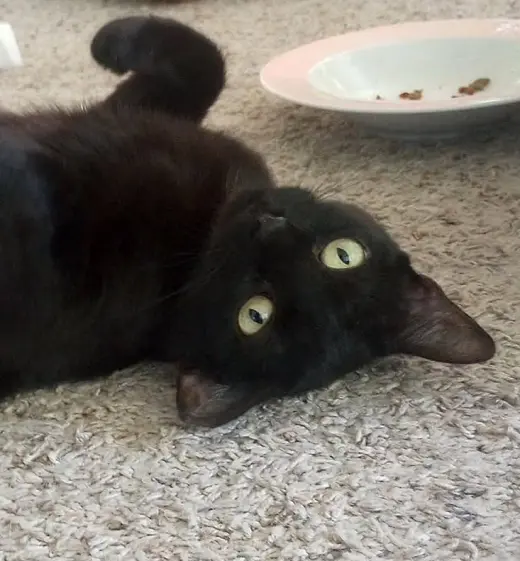 Kali