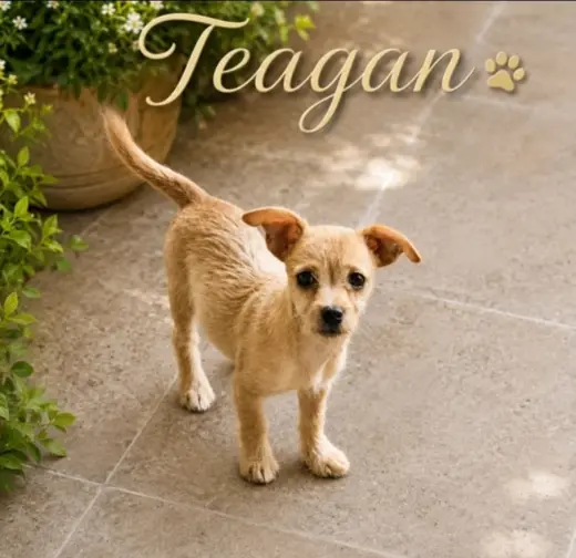 Teagan
