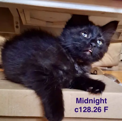 Foster Midnight