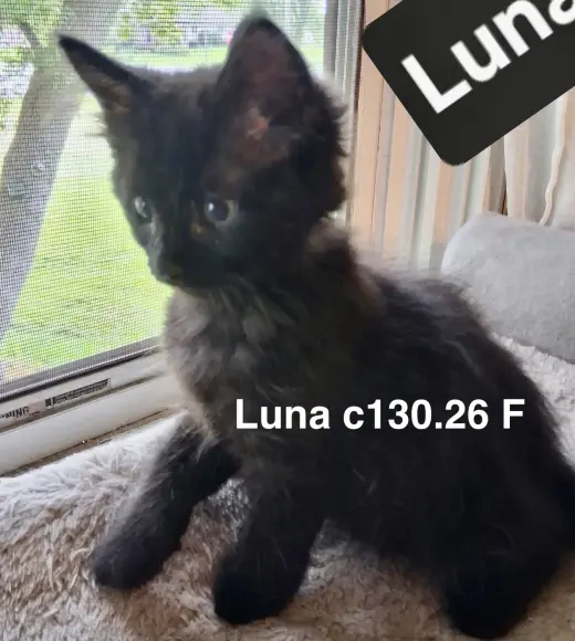 Foster Luna