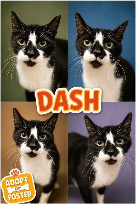 Dash (FCID# 08/04/2026 - 40 Trainer)