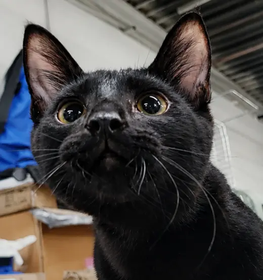 Kitten Oakley