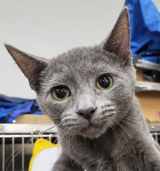Kitten Quay