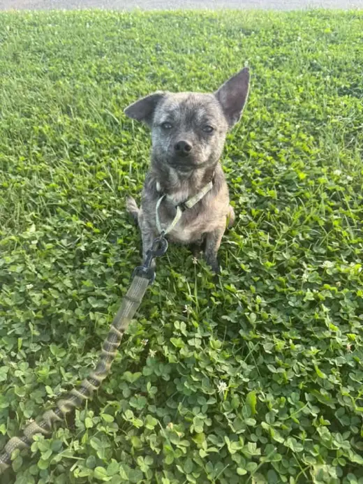 Mouse
