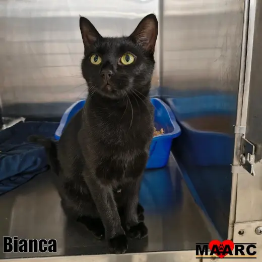 Bianca