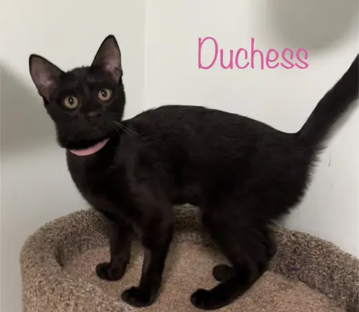 Duchess