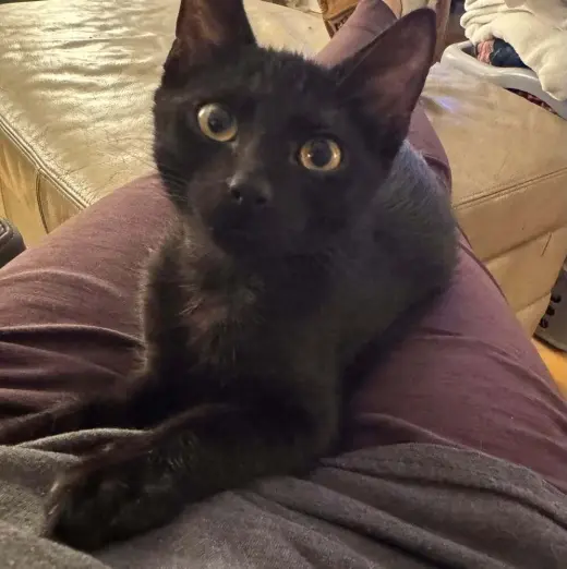 Binx