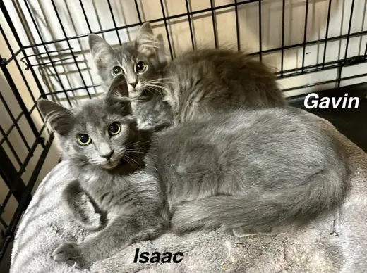 Shels : Isaac