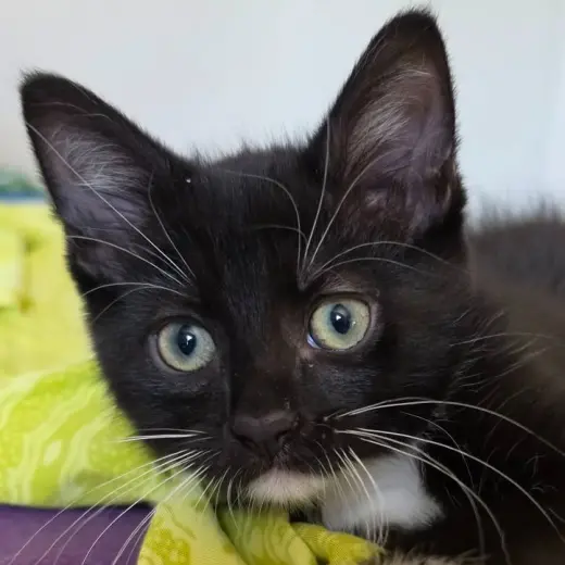 Tuxie Samie