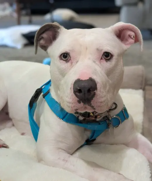 *BELLA ANN