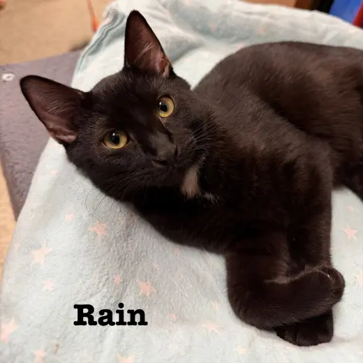 Rain